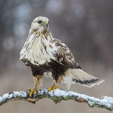 Telegram profile photo for Фотоохота 📸 🦅 Александр Овсянников