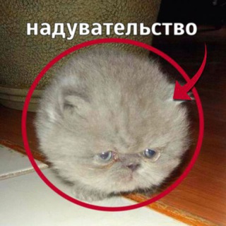 Telegram profile photo for щп парламент Чизкейка лол😋