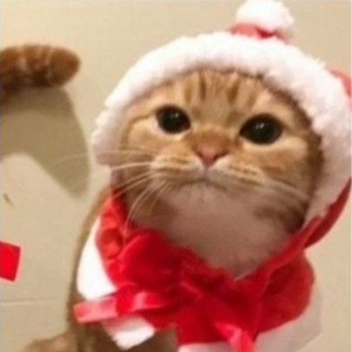 Telegram profile photo for Pupsek Live🌹