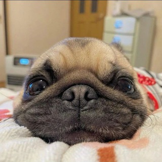 Telegram profile photo for Мопсики