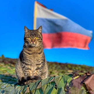Telegram profile photo for Фронтовые питомцы СВО