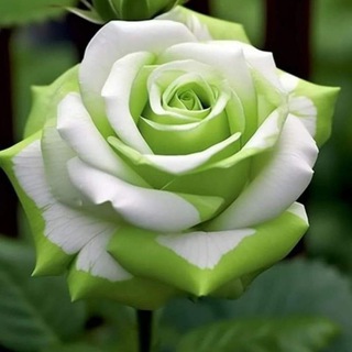 Telegram profile photo for 🌹نصائح وتحفيز ثالث متوسط 2024 الى2025 🌹