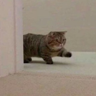 Telegram profile photo for Толстые коты