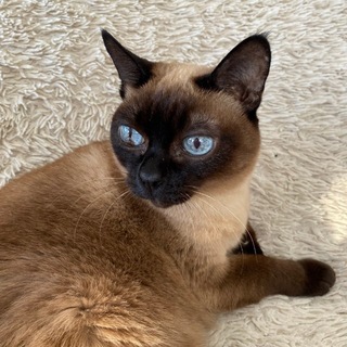 Telegram profile photo for Парфюм, кошки, Маша и GatoHome