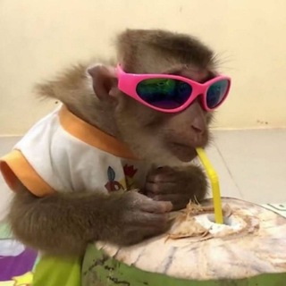 Telegram profile photo for FunkyMonkey🐒
