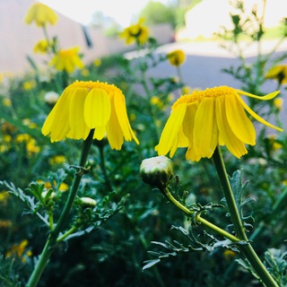 Telegram profile photo for صـُدفِـهـ✨