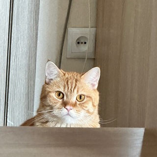 Telegram profile photo for Мысык