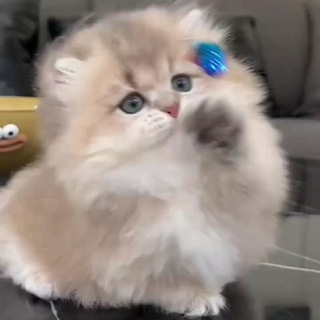 Telegram profile photo for paw家萌宠售卖/领养全球可飞✈️