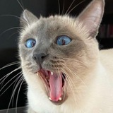 Telegram profile photo for ЧИПС