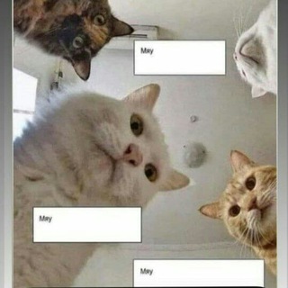 Telegram profile photo for Коты и Наташа (иногда) 🐱🐱🐱👩🦰