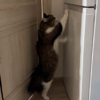 Telegram profile photo for 🐱 Василий 🐈⬛