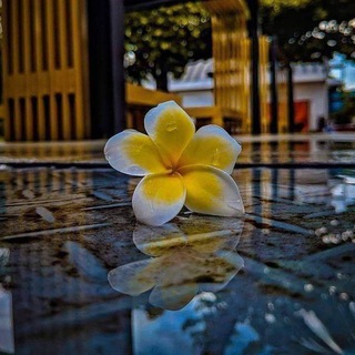 Telegram profile photo for ✿❀روحٌ عابرةْ❀✿.مغلق.