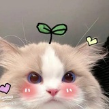Telegram profile photo for vouchesbtnyob