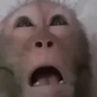 Telegram group profile photo for Monke Asylum