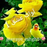 Telegram profile photo for ✺✯آوای؏شــق۱✯✺