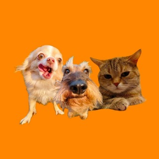 Telegram profile photo for Четыре дружных лапы