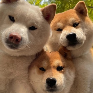 Telegram profile photo for 痞小幼后援会🍟