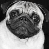 Telegram profile photo for Православие и Мопсы