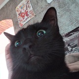 Telegram profile photo for шеба-беба.