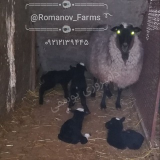 Telegram profile photo for Romanov_farm رومانف#