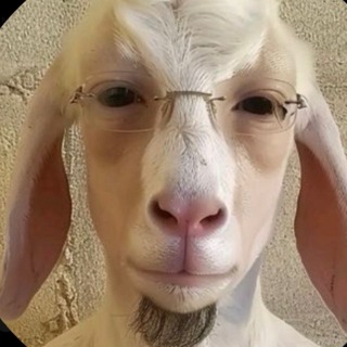 Telegram profile photo for TMP