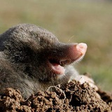 Telegram profile photo for Кроты и их норы
