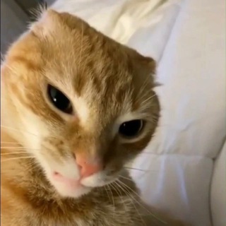 Telegram profile photo for суббота