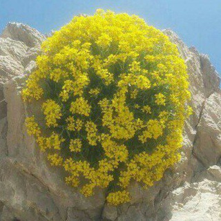 Telegram profile photo for یاد خدا