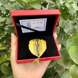 Telegram profile photo for Nhận định Vàng - Gold - XAUUSD