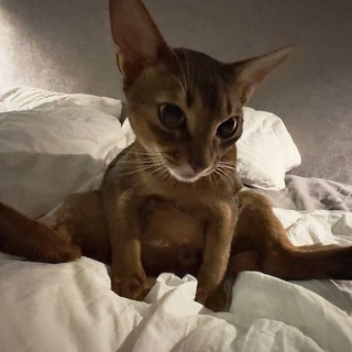 Telegram profile photo for ФУЛЛ СТРИМЫ КАЕЧКИ