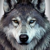 Telegram profile photo for ایردراپ | wolf.walstrit