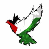 Telegram profile photo for Save Palestine /news๐ฐ ๐ต๐ธ