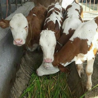 Telegram profile photo for تهیه دام .پرواری و داشتی