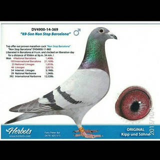 Telegram profile photo for Esfahan racing pigeon)کانال کبوتر مسابقه اصفهان)