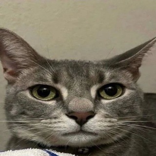 Telegram profile photo for ООО "НИШТЯЧКИ"