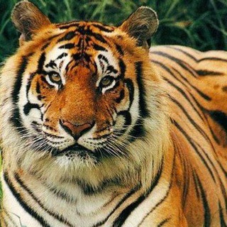 Telegram group profile photo for TIGER ππ