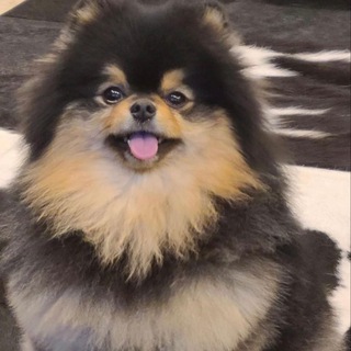 Telegram profile photo for sk