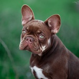 Telegram profile photo for Французский бульдог щенки RublevaBulls