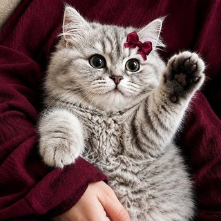Telegram profile photo for سُـھيلَة :')