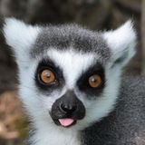 Telegram profile photo for Lemurs confession+daily