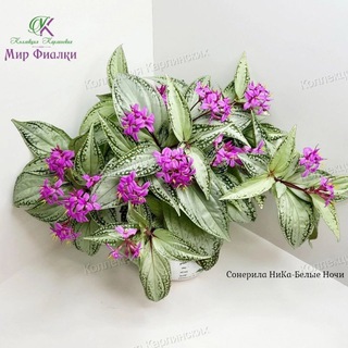 Telegram profile photo for Мои зелёные будни | Воронеж 🌿