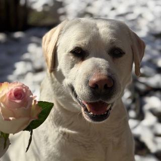Telegram profile photo for БР БР БР БР патапим