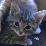 Telegram profile photo for ПЕРЕЕЗД||восстание крепостных