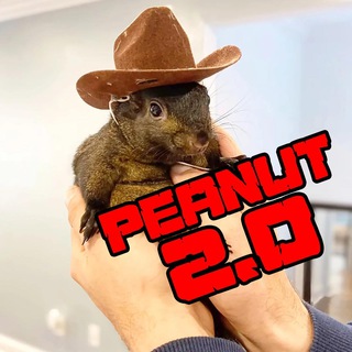 Telegram profile photo for PNut 2.0 - Peanut The Squirrel 2.0