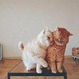 Telegram profile photo for ๐จ๐ข๐๐ก๐..