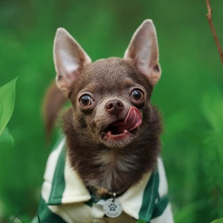 Telegram profile photo for DOG LIFE | Чихуахуа Барни 🐾