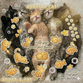 Telegram profile photo for Adopt_a_cat🐱