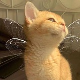 Telegram profile photo for 𝙃𝙤𝙢𝙚𝙩𝙤𝙬𝙣 