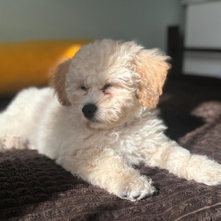 Telegram profile photo for ᥙᴦρы ᧐ᴛ дᤋюδы🐩