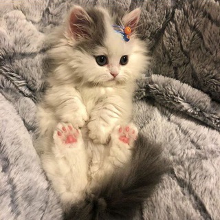 Telegram profile photo for °•Cute cats•°